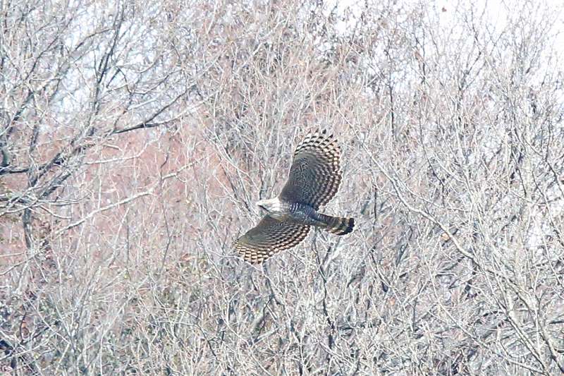 クマタカA四回目その二