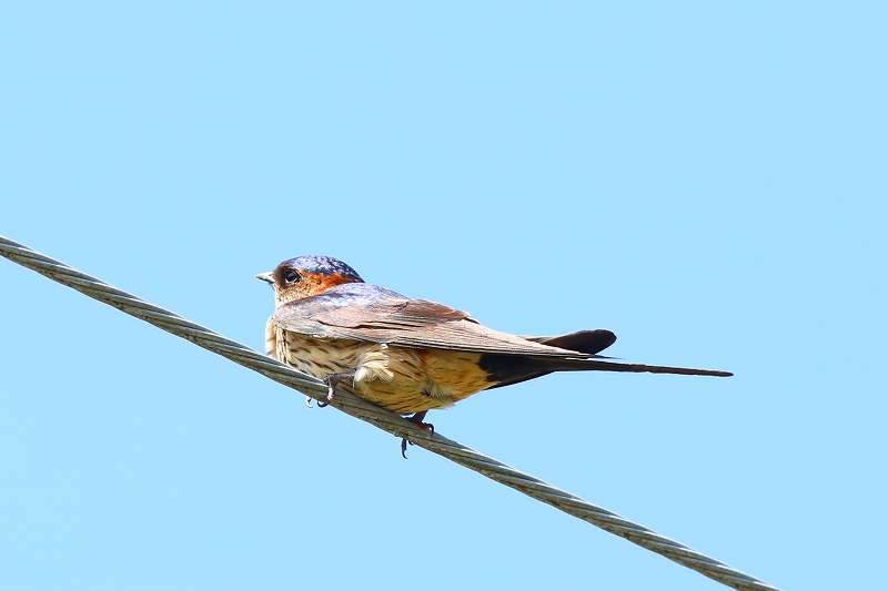 コシアカツバメその二