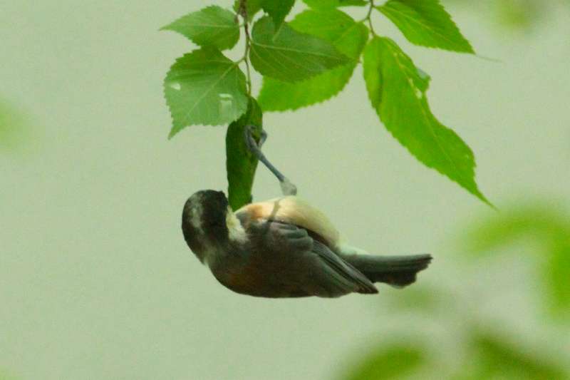 シジュウカラ若鳥その六