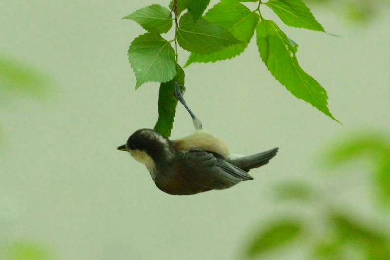 シジュウカラ若鳥その六