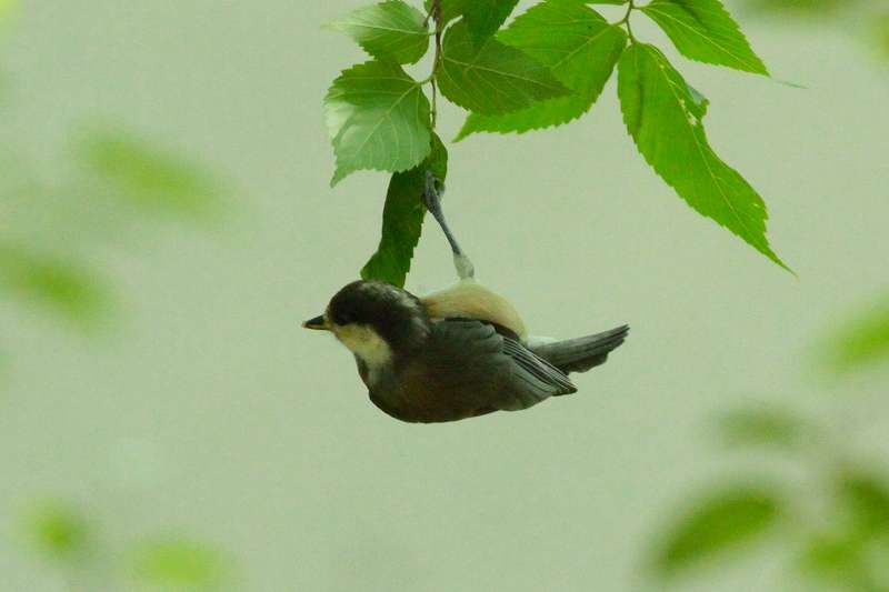 シジュウカラ若鳥その六