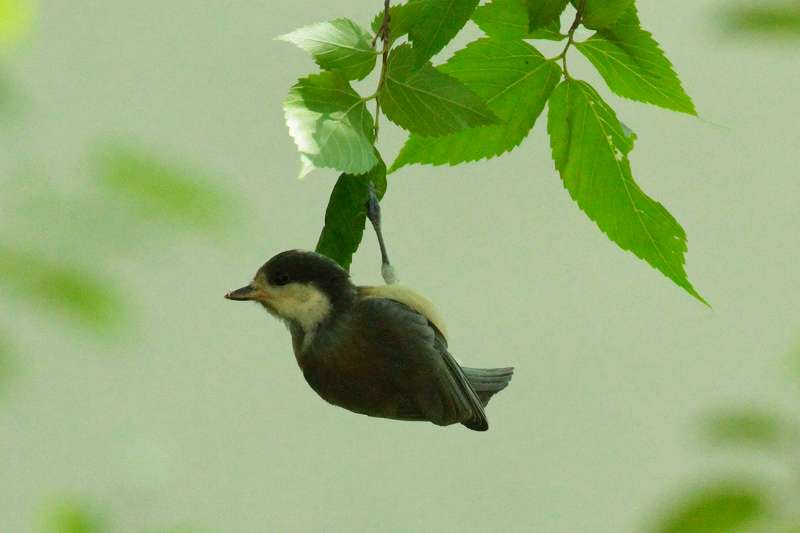 シジュウカラ若鳥その六