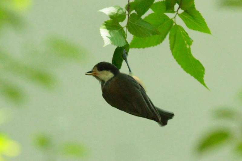 シジュウカラ若鳥その六
