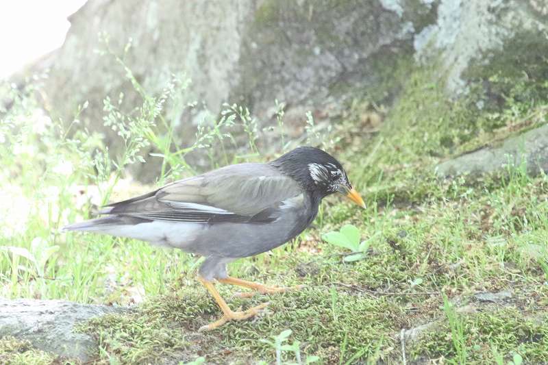 Nh