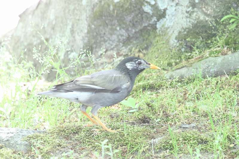 Nh