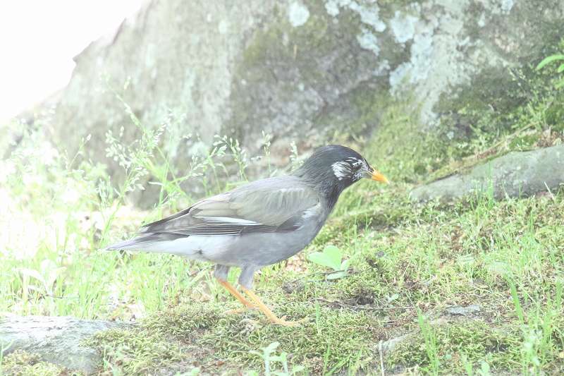 Nh