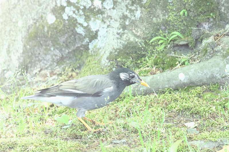 Nh