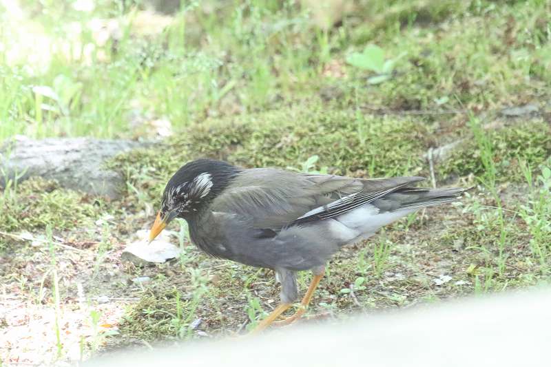 Nh