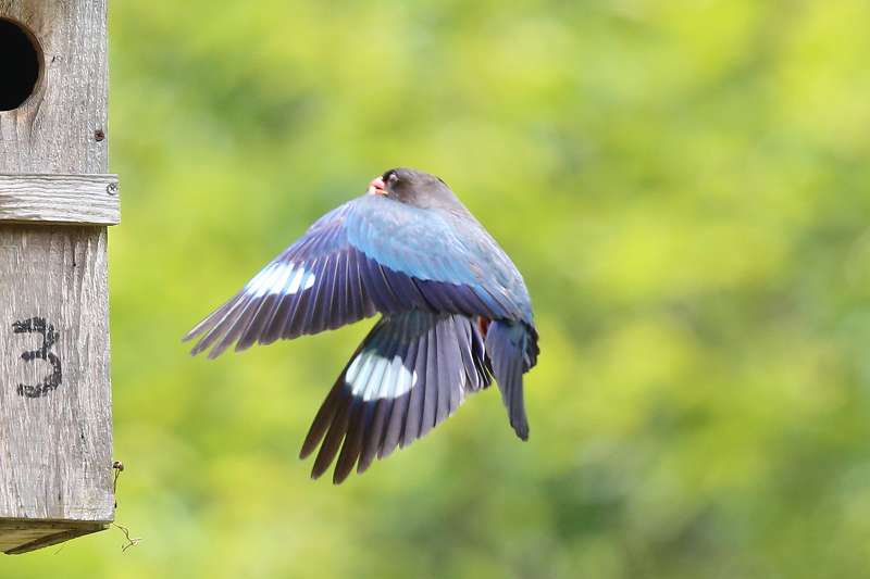 ブッポウソウ餌運びその十八
