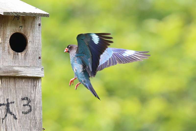 ブッポウソウ餌運びその十八