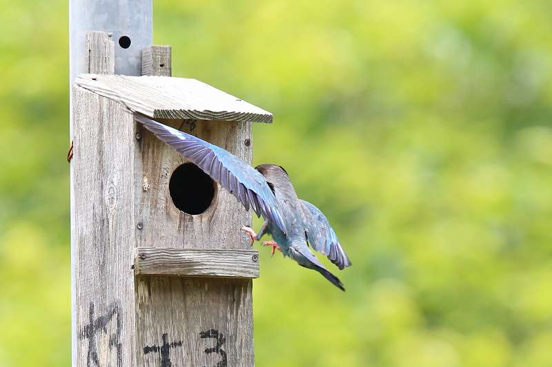 ブッポウソウ餌運びその十八