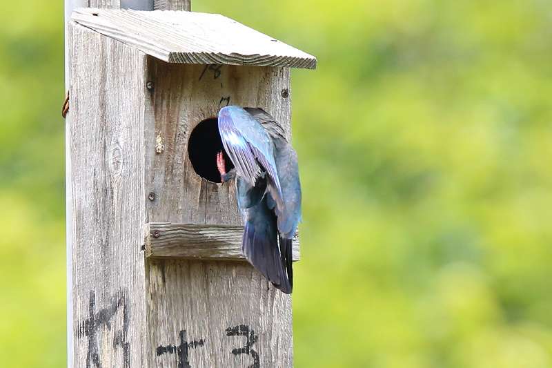 ブッポウソウ餌運びその十八