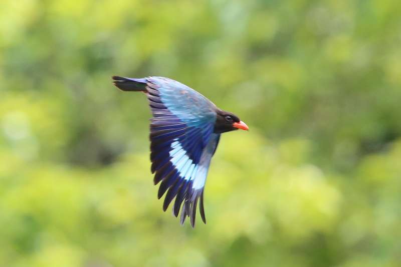 ブッポウソウ餌運びその十八