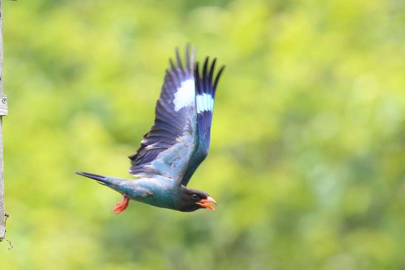 ブッポウソウ餌運びその十八