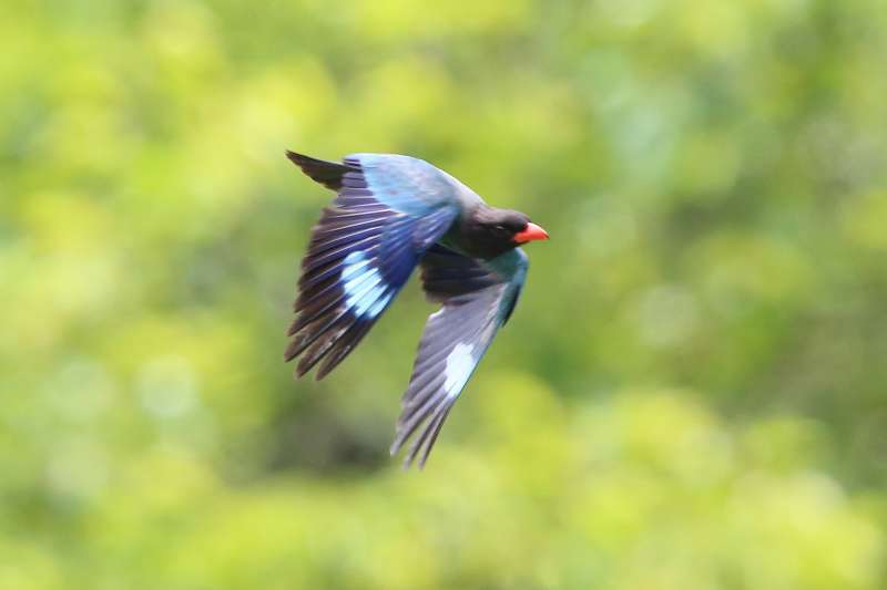 ブッポウソウ餌運びその十八
