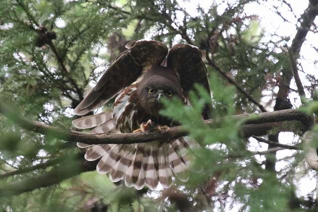 アオバズクその二