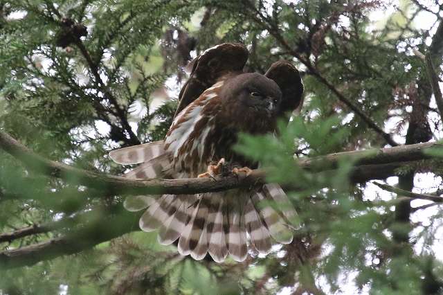 アオバズクその二