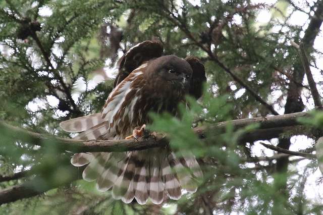 アオバズクその二