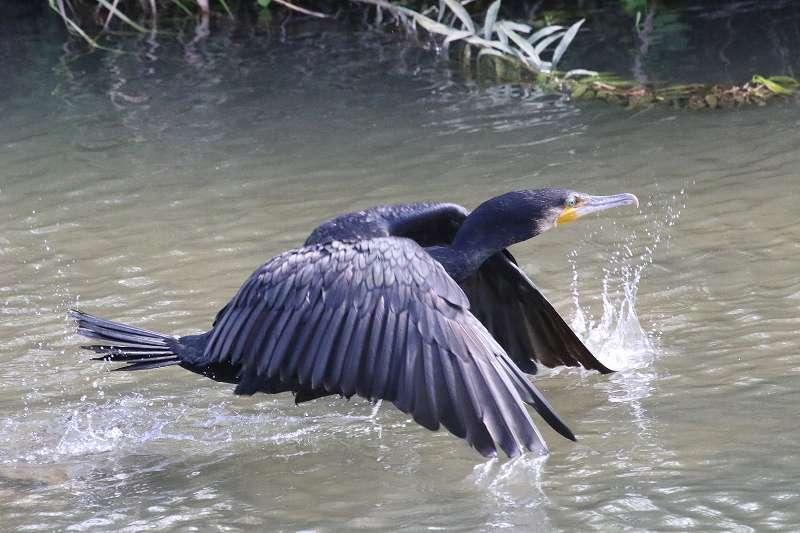 JE