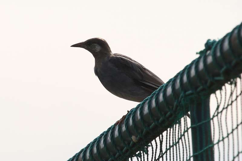 Nh