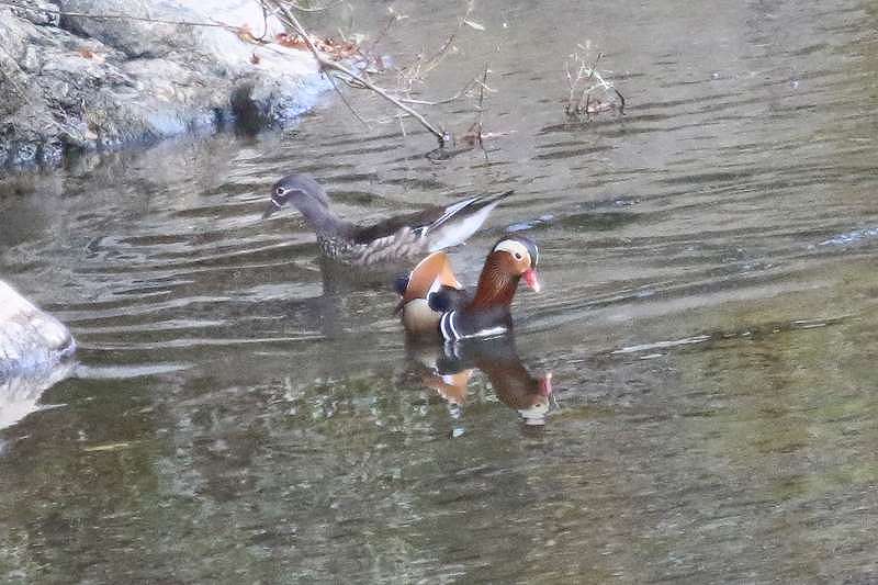IVh̎O