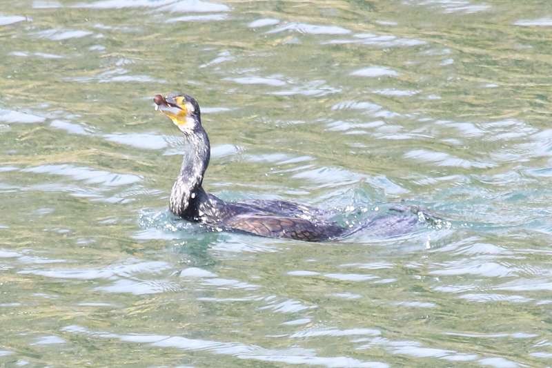 カワウとウナギその七