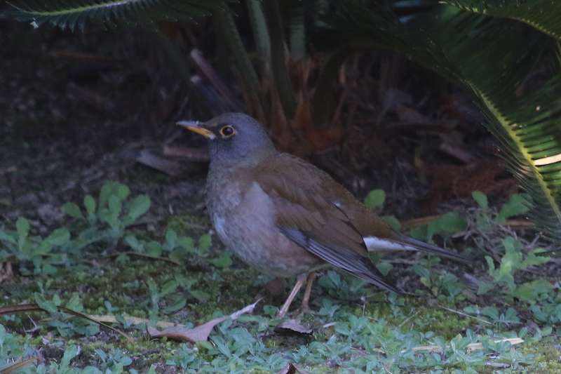 Vn