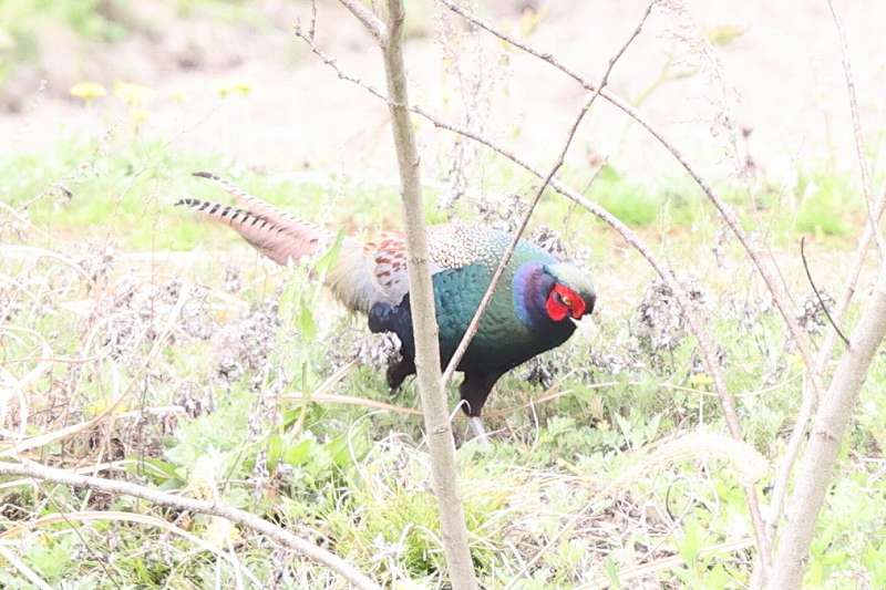 LẄ