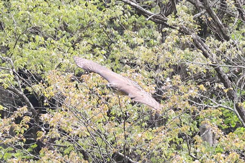 クマタカB一回目その一