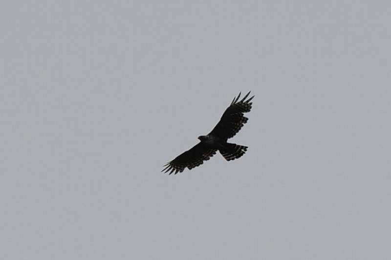 別個体クマタカB一回目その一