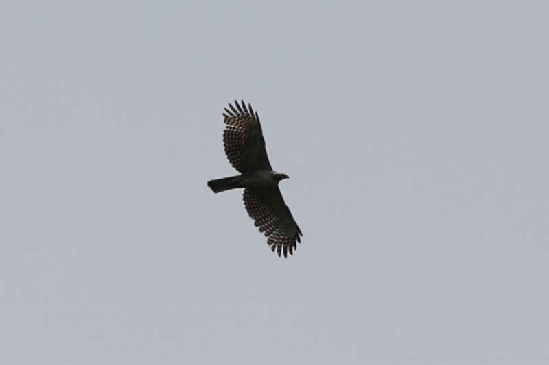 別個体クマタカ若鳥その一