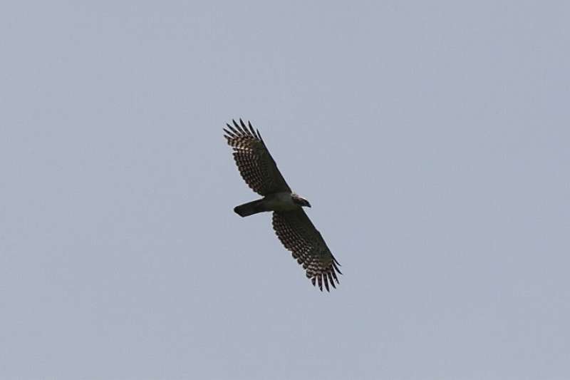 別個体クマタカ若鳥その一