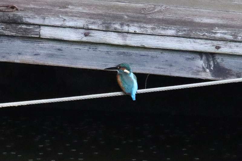 カワセミその一