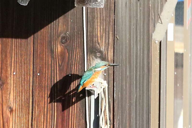 カワセミその一