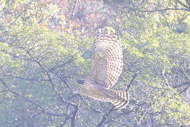 別個体クマタカB一回目その三
