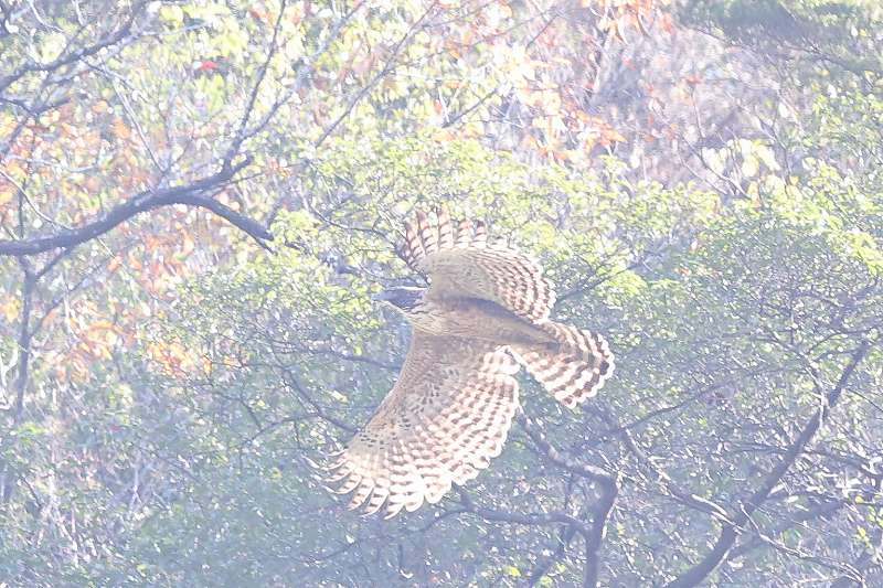 別個体クマタカB一回目その三