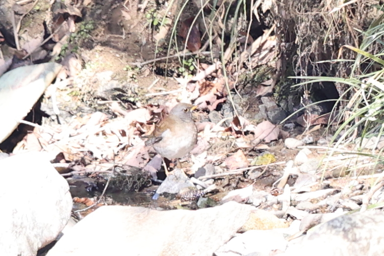 Vn
