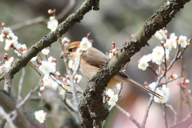 YẌ