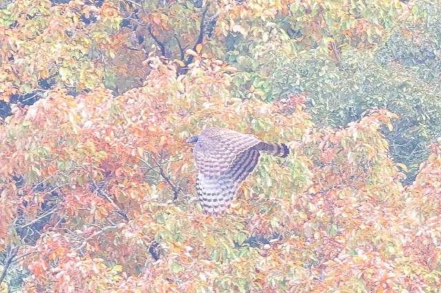 クマタカA二回目その二