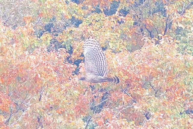 クマタカA二回目その二