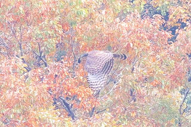 クマタカA二回目その二