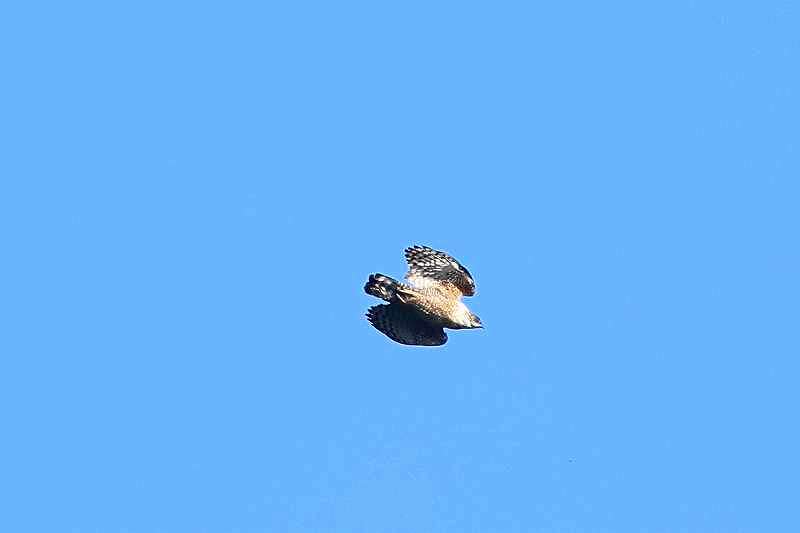 OڂłB