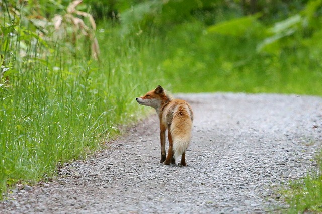 キタキツネ