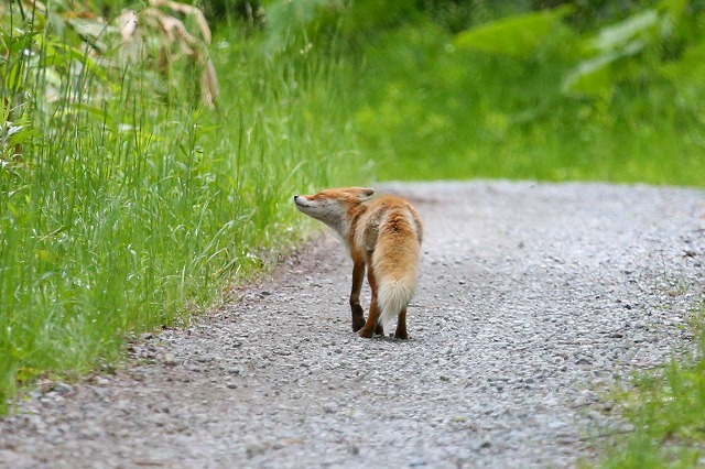 キタキツネ